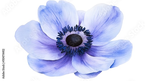Blue Anemone Flower Watercolor Painting  Botanical Illustration