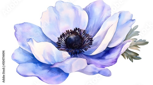 Watercolor Blue Anemone Flower Botanical Illustration