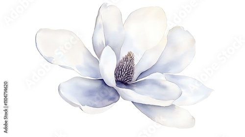 Watercolor Magnolia Blossom  Elegant Floral Illustration
