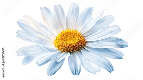 Blue Chamomile Flower  Isolated White Background  Floral Macro