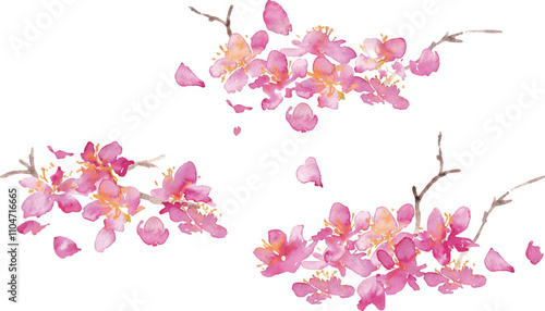 水彩画。水彩タッチの桜のベクター背景。桜の和風背景。梅の花の手書きベクターイラスト。高級感のある和風素材。Watercolor painting. Cherry blossoms vector background with watercolor touch. Cherry blossoms Japanese style background. Hand drawn vector illustra