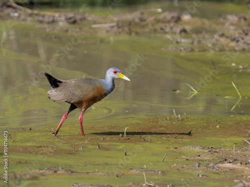 Gray-cowled Wood-Rail standing on the muddy pond photo