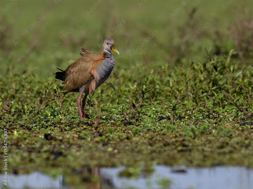 Fototapeta premium Giant Wood Rail standing in a marsh against lush green vegetation 
