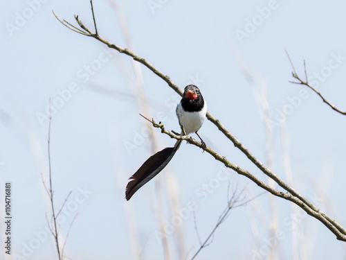 Strange tailed Tyrant in Ibera Marshes, Corrientes Province, Argentina photo