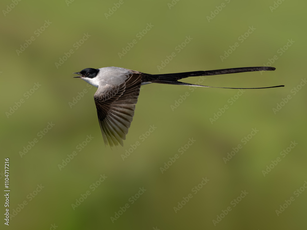 Fork-tailed Flycatcher in flight against green background Fork-tailed Flycatcher in flight against green background
