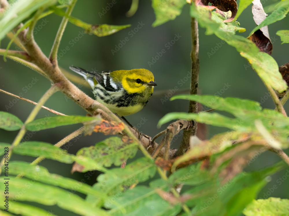 Black-throated Green Warbler on tree branch in fall Black-throated Green Warbler on tree branch in fall