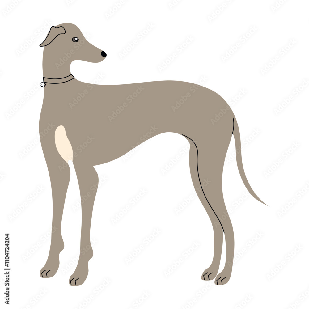 Obraz premium greyhound dog standing