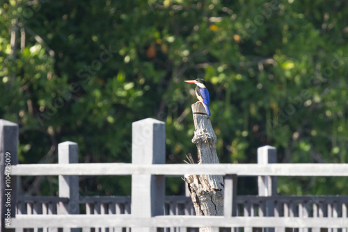 The Common Kingfisher is perching on the branch with the forest background photo