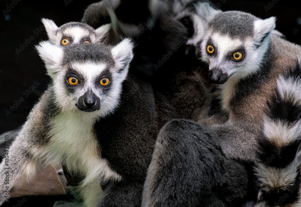 Fototapeta premium Cat lemurs in close-up.