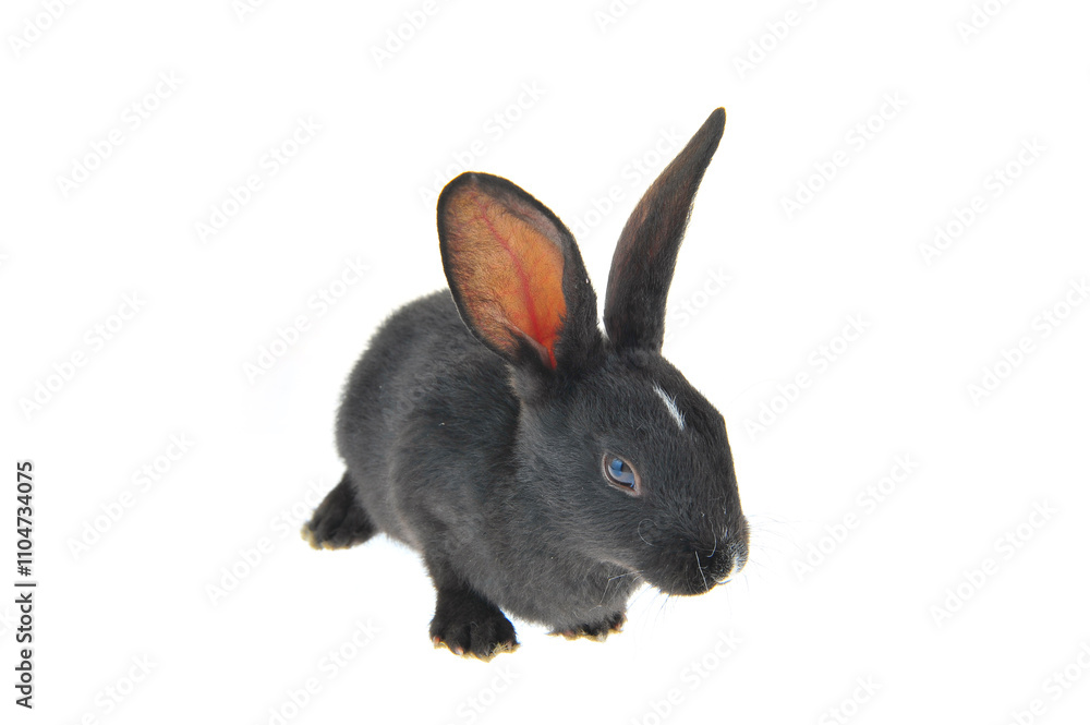 The rabbit in a white background The rabbit in a white background