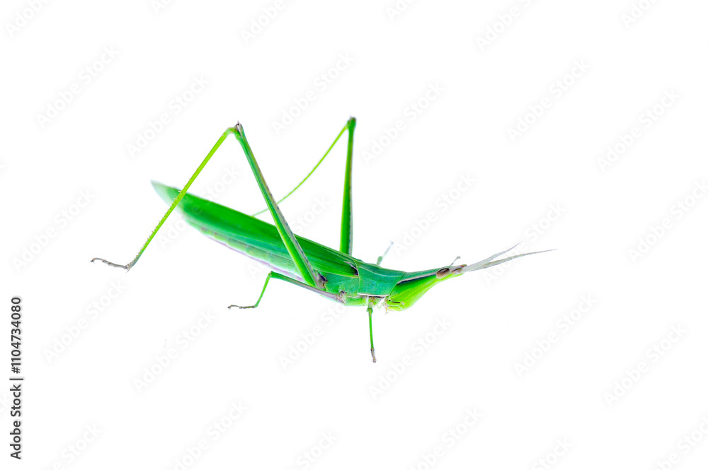 The locusts, a kind of orthoptera insects The locusts, a kind of orthoptera insects