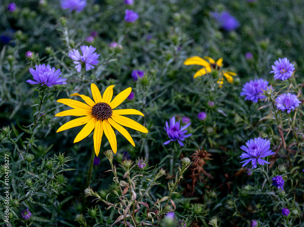 Fototapeta premium Young sunflowers in the green grass close-up.