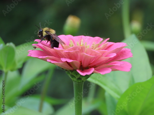 bee on a flower photo