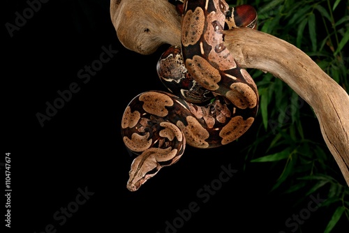 Red Tailed Boa (Boa constrictor). photo