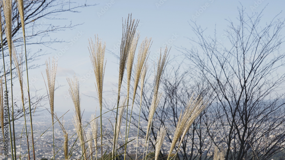 Fototapeta premium 奈良公園の美しい紅葉（秋,風景）