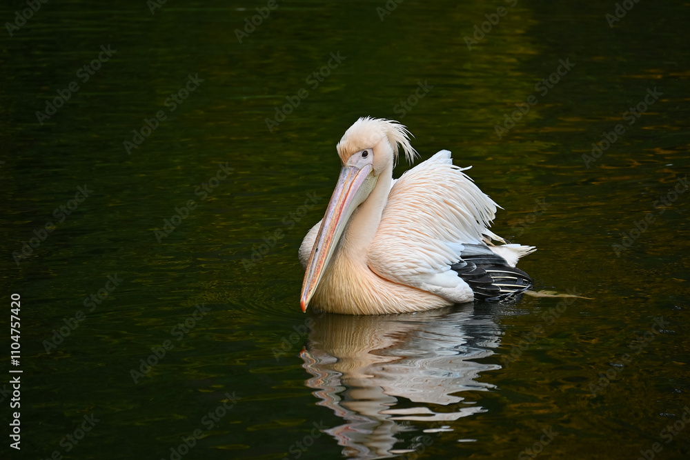 Graceful Pelican Floating Peacefully on Tranquil Lake Waters Graceful Pelican Floating Peacefully on Tranquil Lake Waters