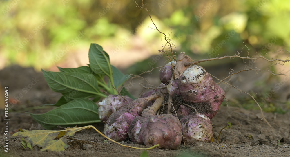 Fototapeta premium Freshly harvested Jerusalem artichokes with earthy texture displayed on rich soil in garden setting