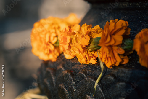 Close up of bright hindu orange marigold flowers