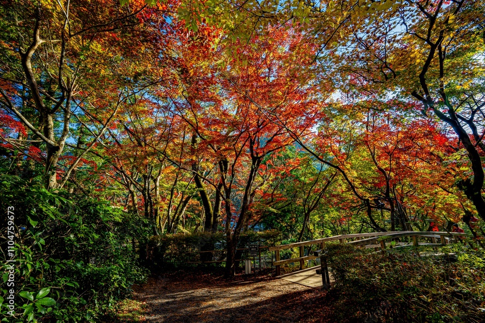 Naklejka premium 由布院の紅葉
