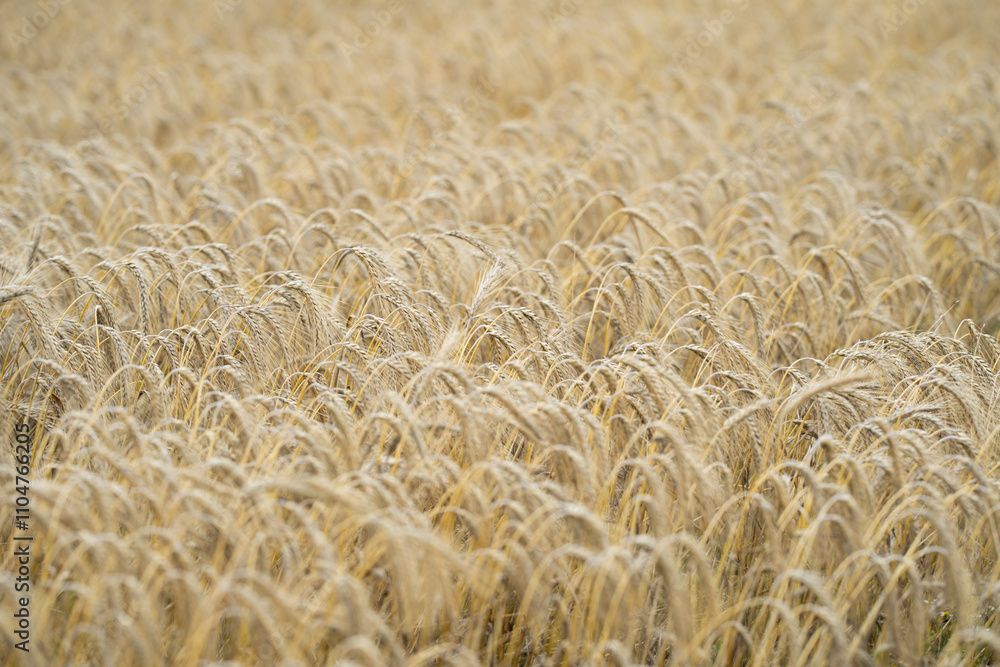 Field of wheats. Wheats field background. Field of wheats. Crops wheat field. Harvesting period. Rural landscape. Field of wheats. Wheats field background. Field of wheats. Crops wheat field. Harvesting period. Rural landscape.