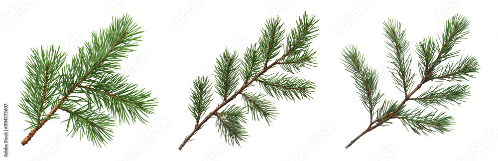 Fresh Evergreen Sprigs on a Transparent Background Isolated on transparent background png Fresh Evergreen Sprigs on a Transparent Background Isolated on transparent background png