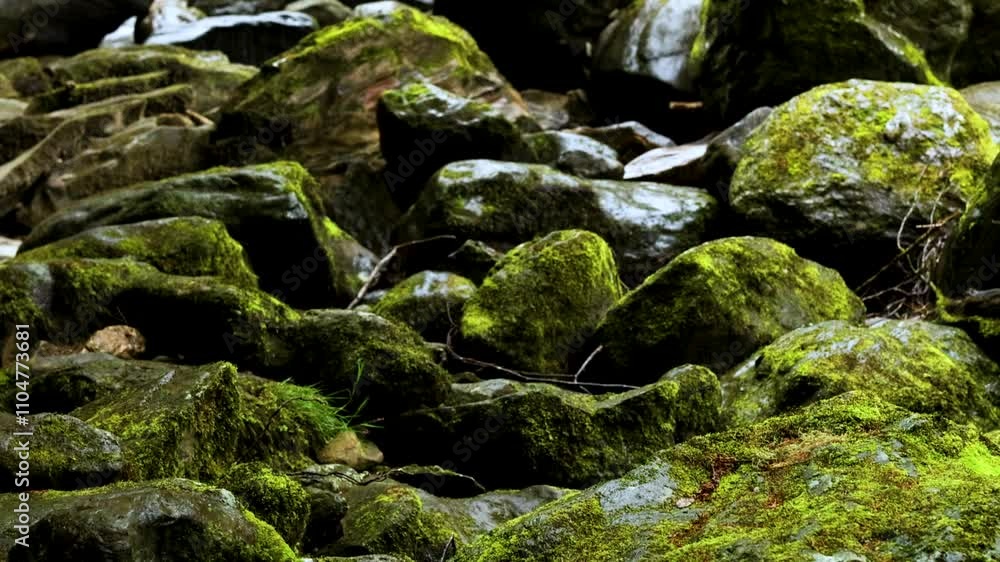 Mossy Rocks by a Flowing Stream Mossy Rocks by a Flowing Stream