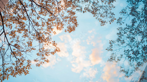 Autumn Sky Gaze: Looking up...