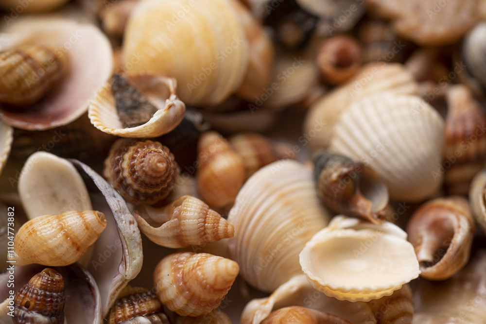 Ocean shells. Mollusk shells. Colorful shells texture. Sea shells background. Marine seashells. Seashells for backdrop. Ocean shells. Mollusk shells. Colorful shells texture. Sea shells background. Marine seashells. Seashells for backdrop.