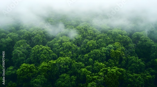 Misty Green Forest Canopy