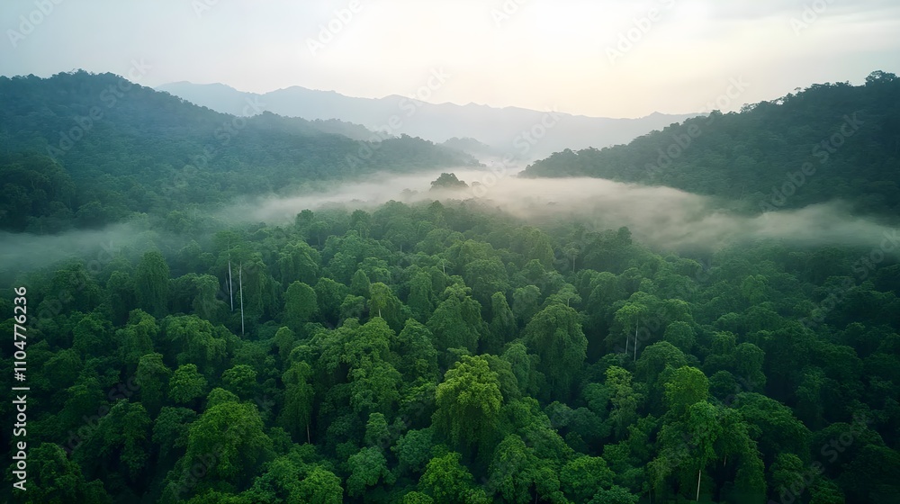 Misty Mountain Rainforest Aerial View Misty Mountain Rainforest Aerial View