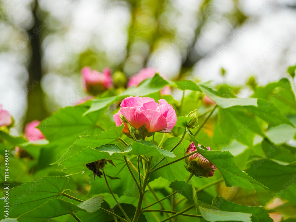  Hibiscus mutabilis