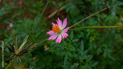 pink flower in the garden