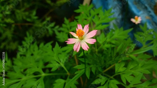 pink and yellow flower