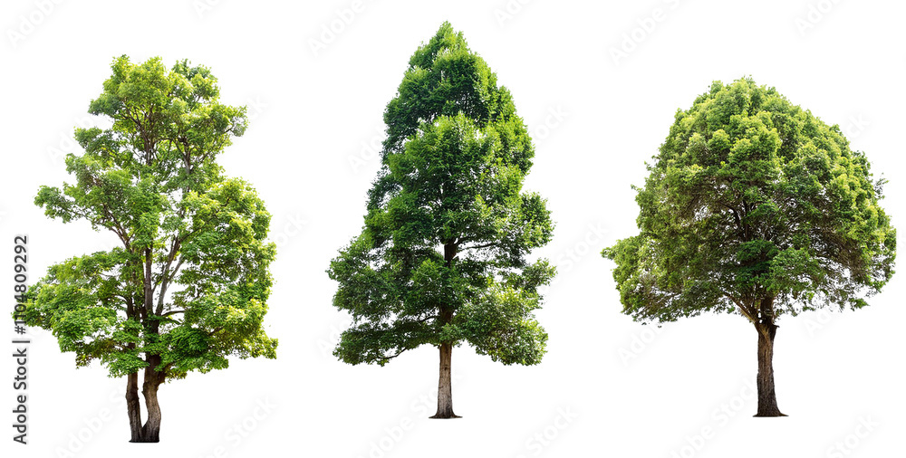 Fototapeta premium set of trees for architectural landscape element isolated on white background