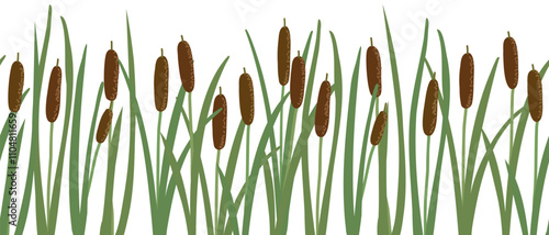 vector seamless pattern with lesser bulrush, narrowleaf cattail, reedmace, vector drawing wild plants at white background,floral border, hand drawn botanical illustration