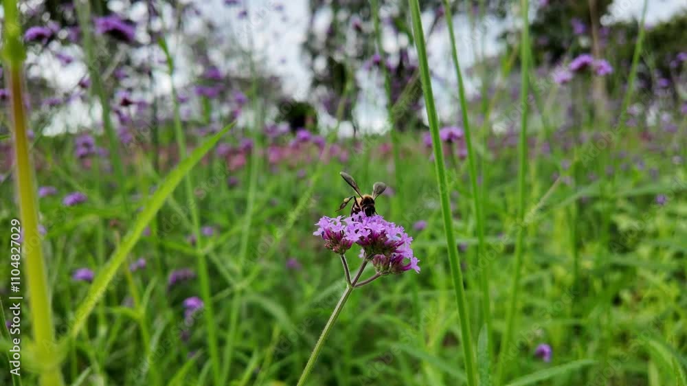 Honey queen bee on verbena flower at field. Honey queen bee on verbena flower at field.