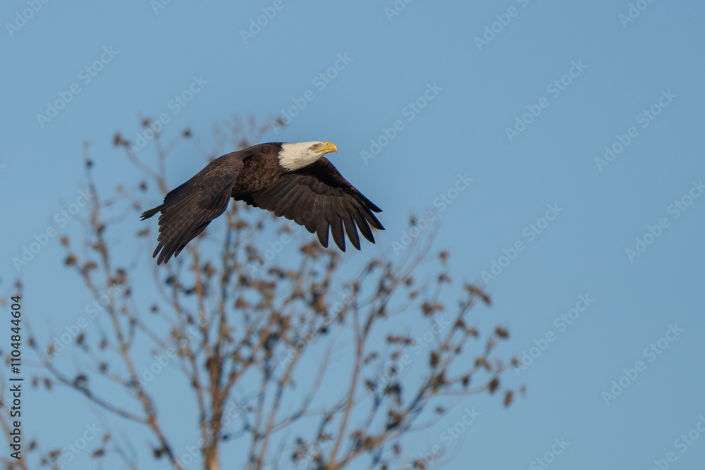 Fototapeta premium bald eagle in flight