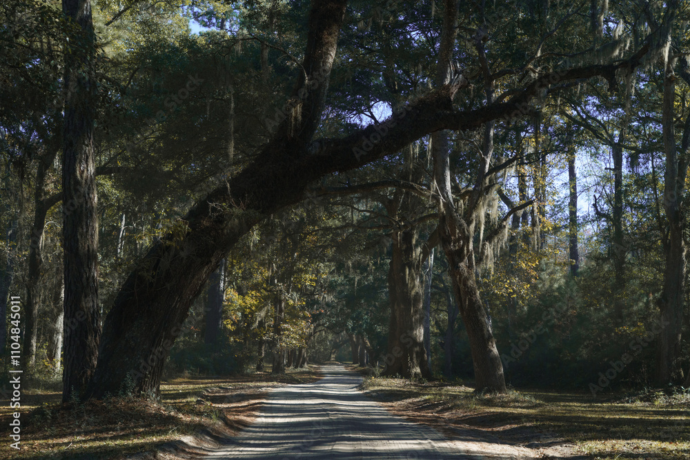 Fototapeta premium path in the forest