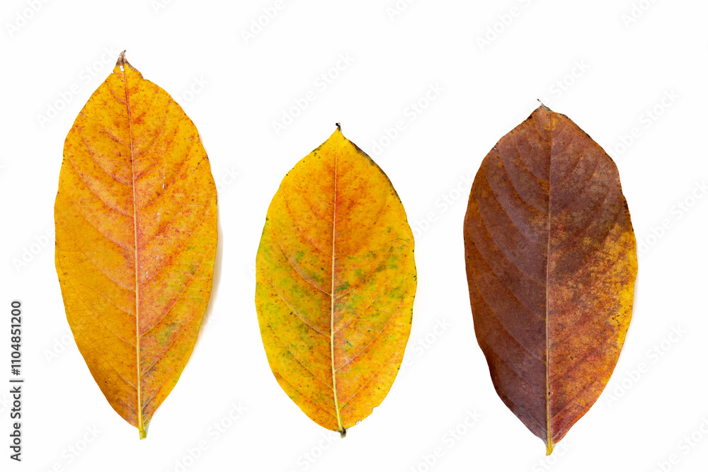 Fototapeta premium Spring concept, Autumn leaves, colour of natural tree leaf, Natural tree leaf on Autumn season, spring season concept, Tree leaf isolated on white background.