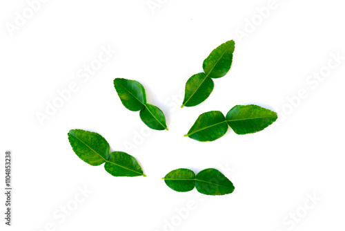 bergamot leaves, bergamot leaves on white background, bergamot leaf isolated on white background, fresh bergamot leaf isolated.