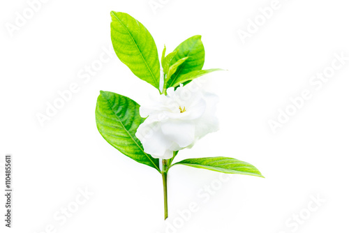 Gardenia flowers on white background, Genipa florida flowers, Gardenia jasminoides on white background. photo