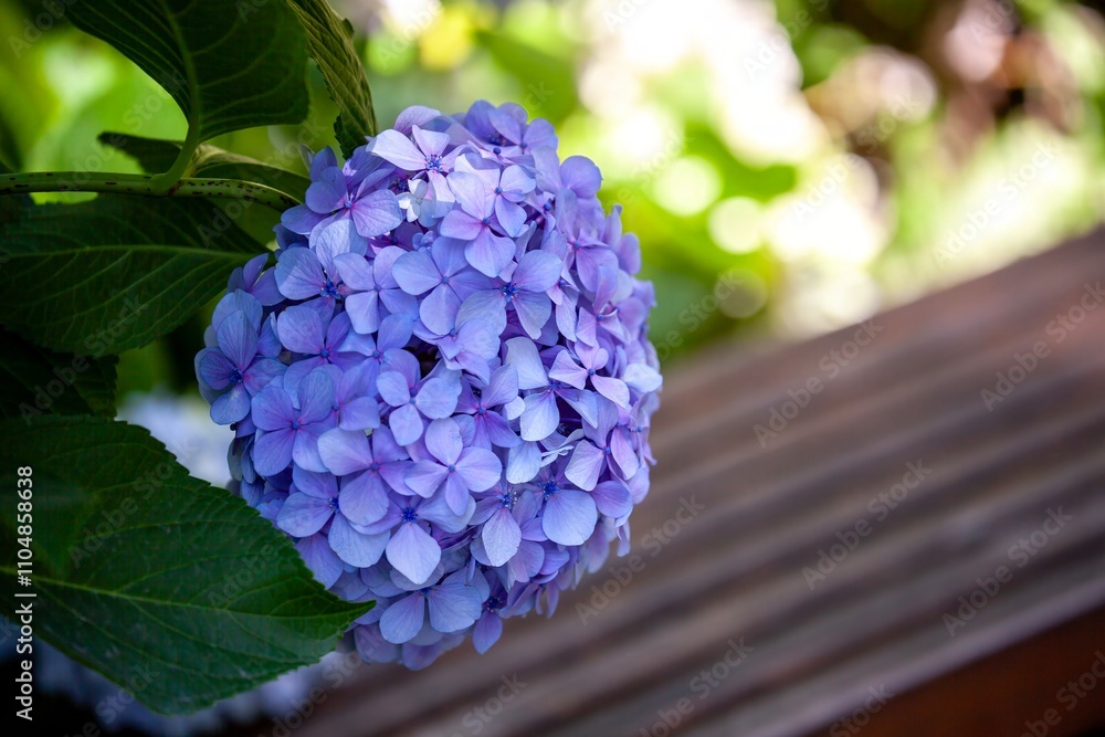 The vibrant blue and purple hydrangeas bloom under the sunlight, looking like a dream. The vibrant blue and purple hydrangeas bloom under the sunlight, looking like a dream.