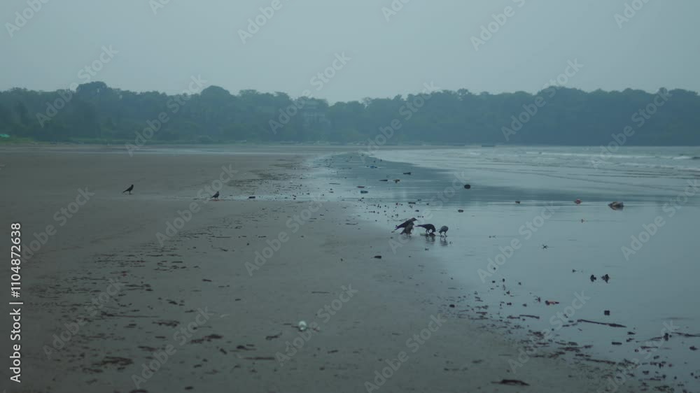 A quiet beach with birds foraging on the wet sand under an overcast sky in the early morning light A quiet beach with birds foraging on the wet sand under an overcast sky in the early morning light