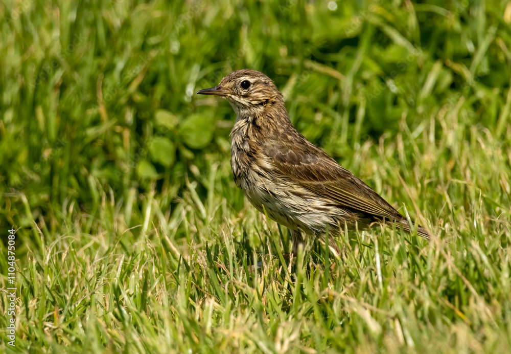 Meadow Pipit (Anthus pratensis) sitting on stone in meadow Meadow Pipit (Anthus pratensis) sitting on stone in meadow