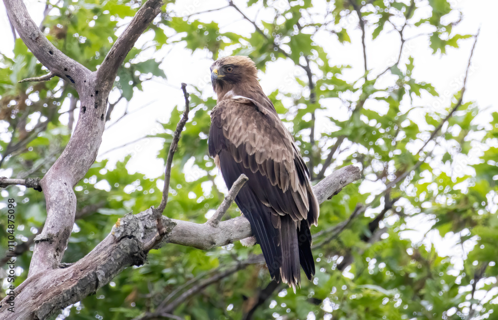 Booted Eagle in a natural habitat Booted Eagle in a natural habitat