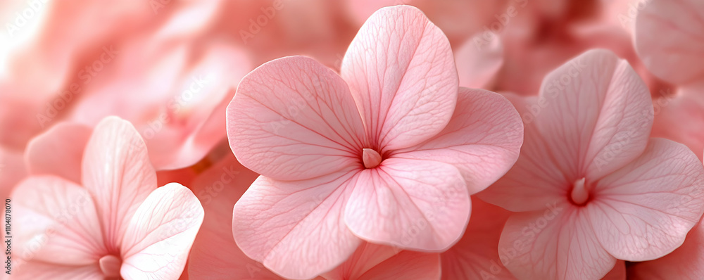Close-up of Delicate Pink Flower Petals, Soft and Gentle Floral Background Image Close-up of Delicate Pink Flower Petals, Soft and Gentle Floral Background Image