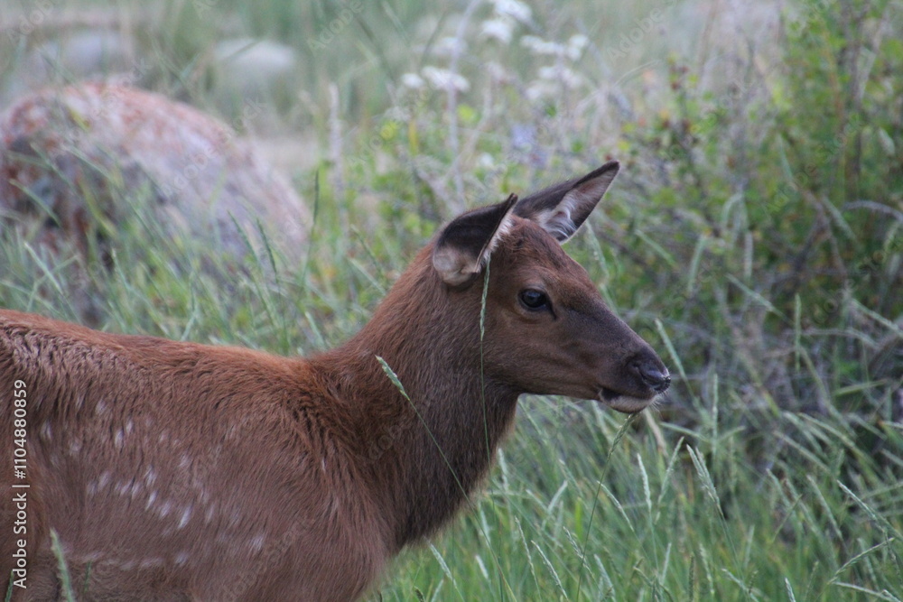 Young Elk, Jasper National Park, Alberta Young Elk, Jasper National Park, Alberta