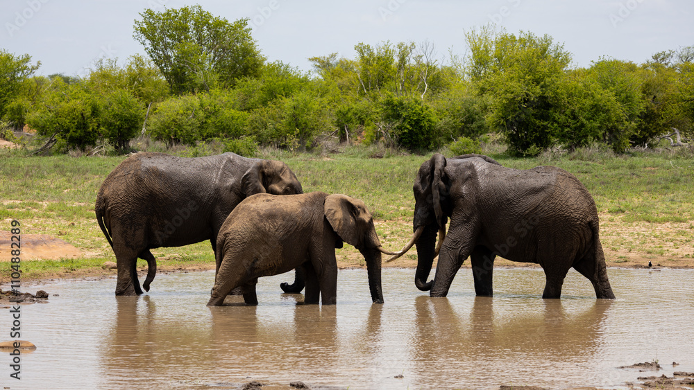 Fototapeta premium big bull elephants in the waterhole