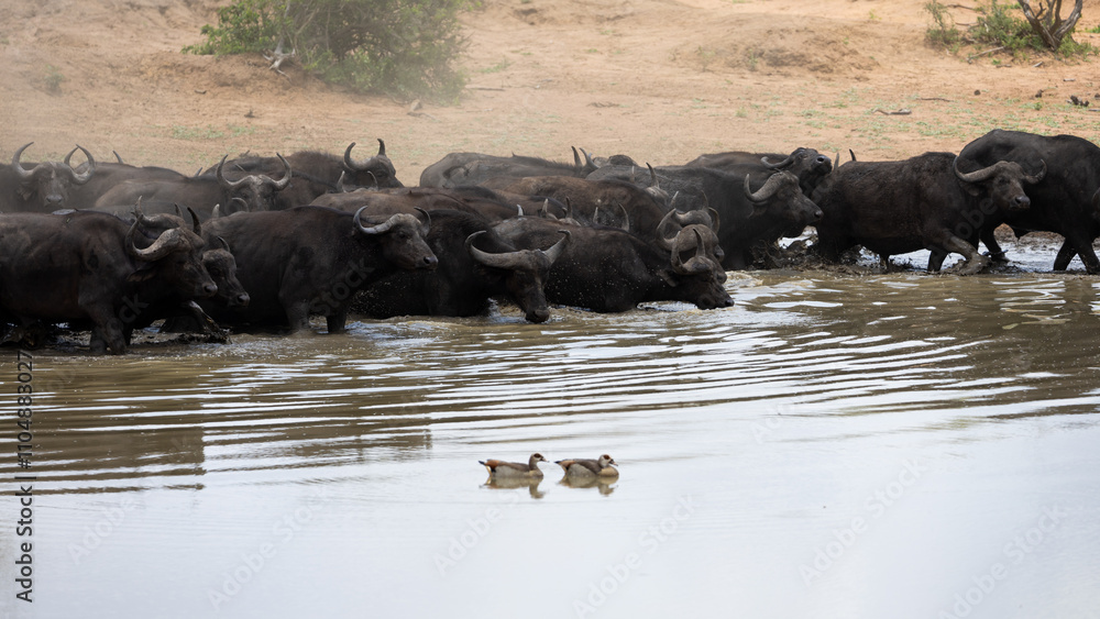 a herd of African buffalo arriving thirsty at the waterhole a herd of African buffalo arriving thirsty at the waterhole