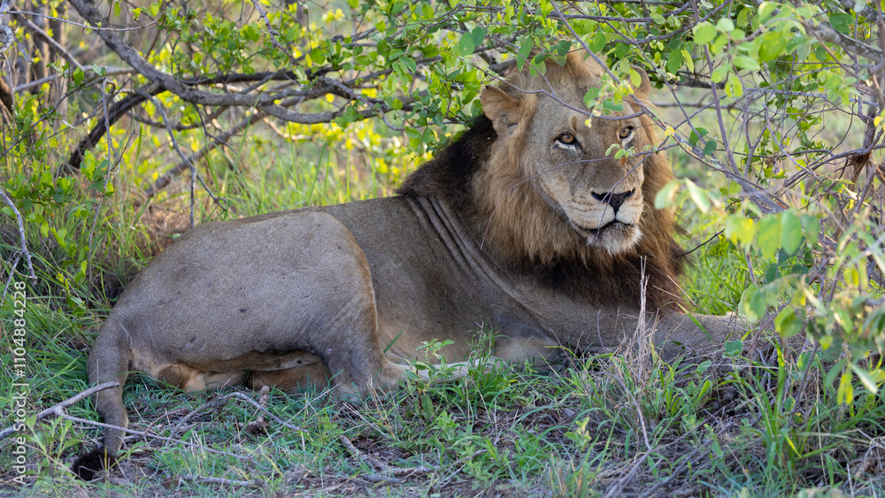 Fototapeta premium a large mature male lion in the wild